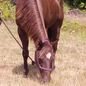 Meet your Posher, Callae